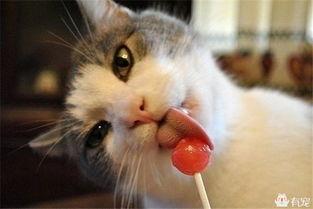 娱乐吃瓜君猫咪瘫痪